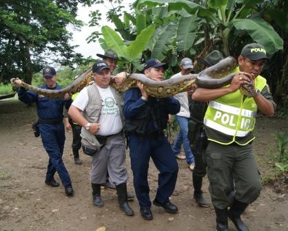 Anaconda liberada