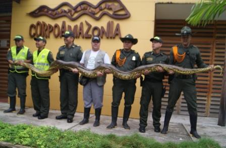 Anaconda