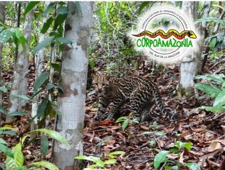 ocelote (Leopardus paradalis