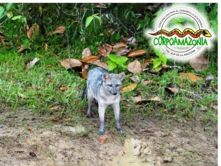 zorro (Cerdocyon thus) 