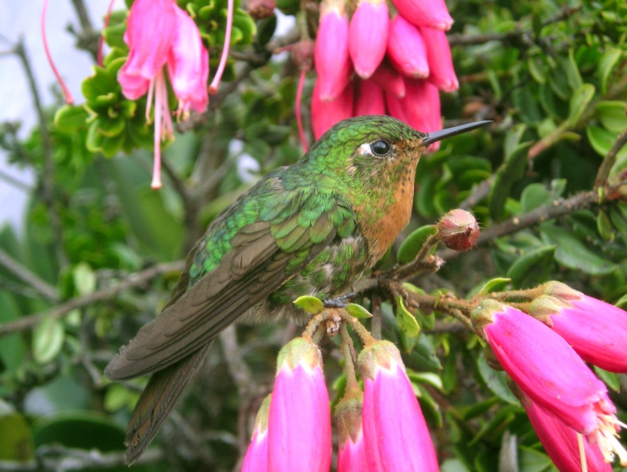 celebra el Día Internacional de las Aves