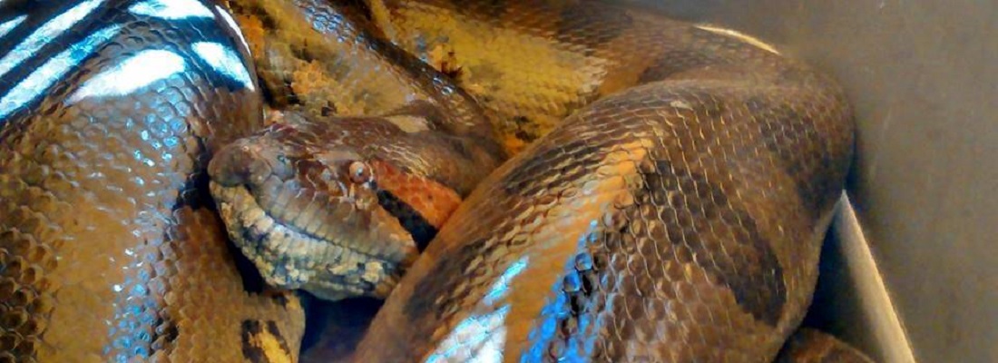 anaconda cea