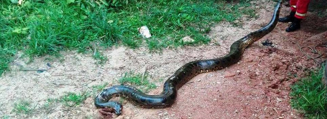 anaconda san vicente caguan sep