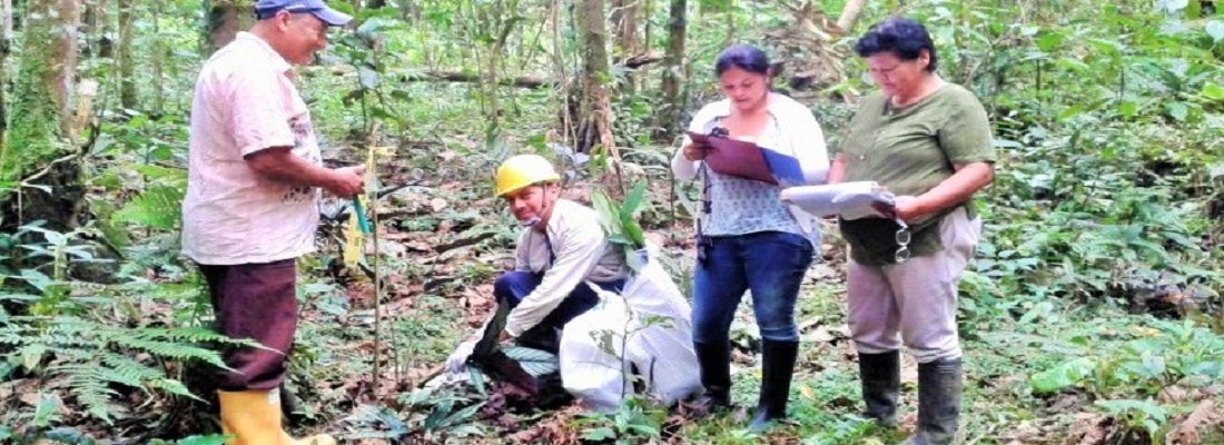 investiga plantas cea