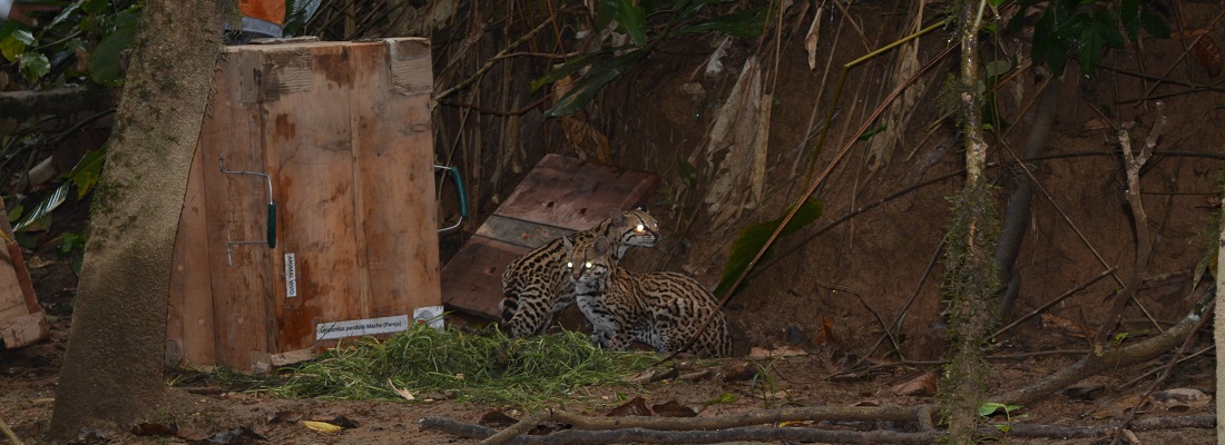liberan animales caqueta