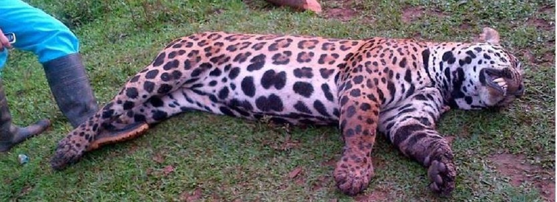 muerte felino