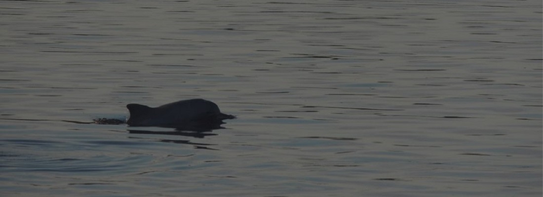 restacado delfin Leticia 2