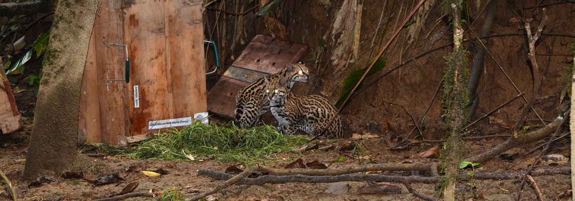 tigrillos caqueta