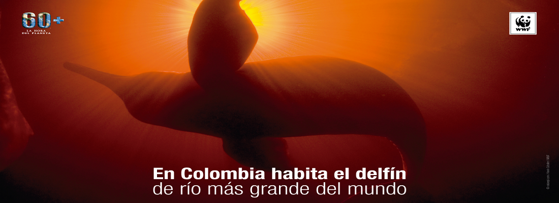 Imagen para redes delfin