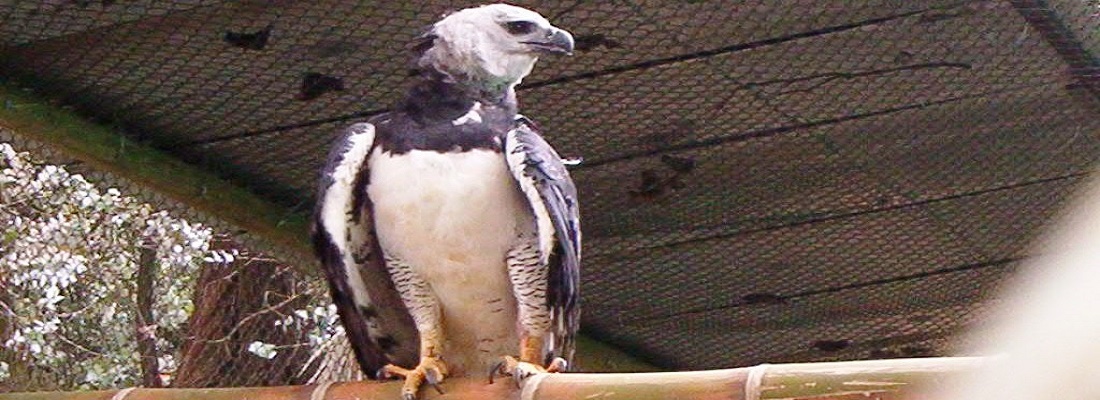 aguila arpia