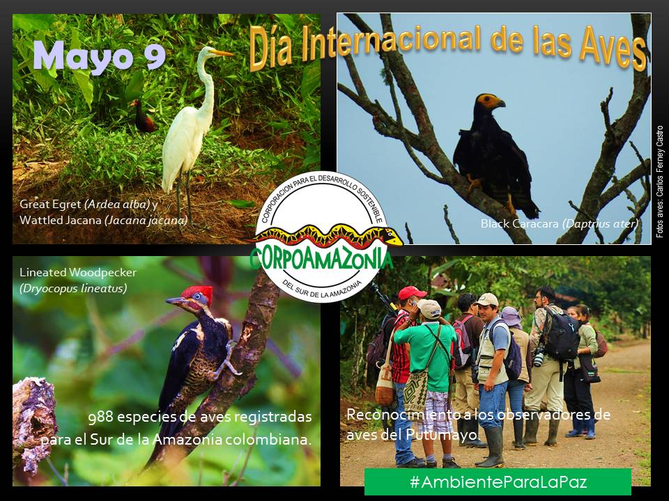 dia internacional aves mayo 9