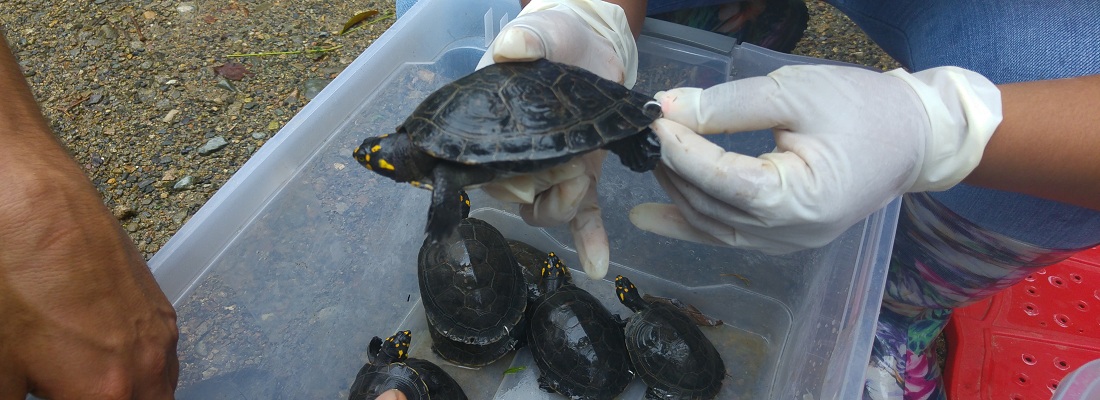 libera tortuga web