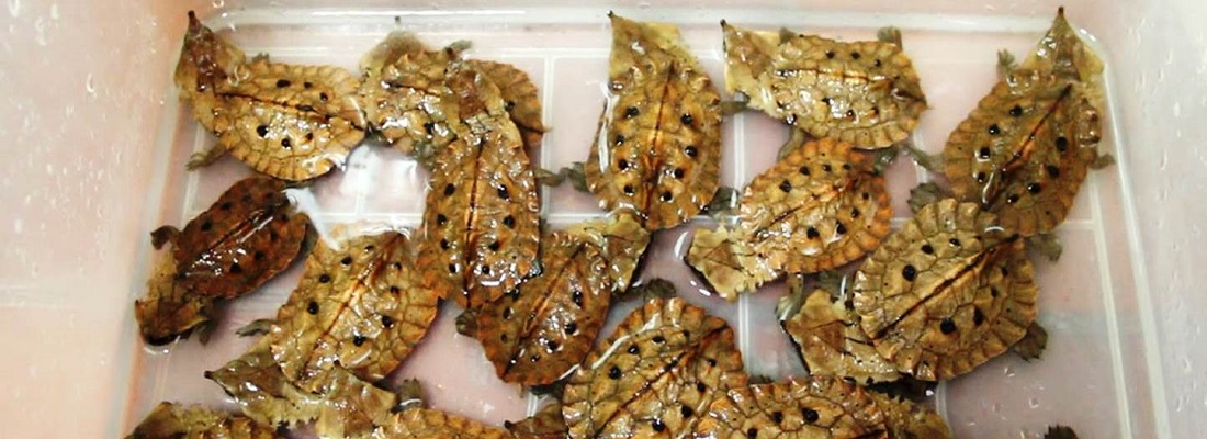 liberan tortuga matamata 1