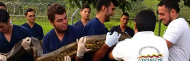 anaconda rescatada