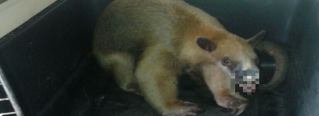 oso hormiguero 1